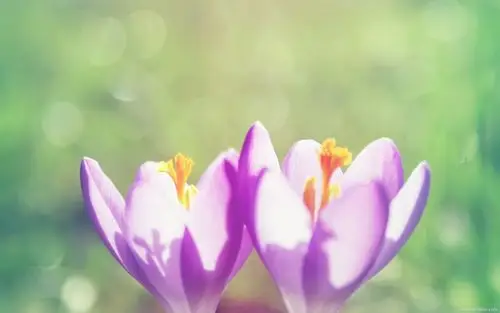 小清新:新意花卉壁纸_风景_太平洋电脑网