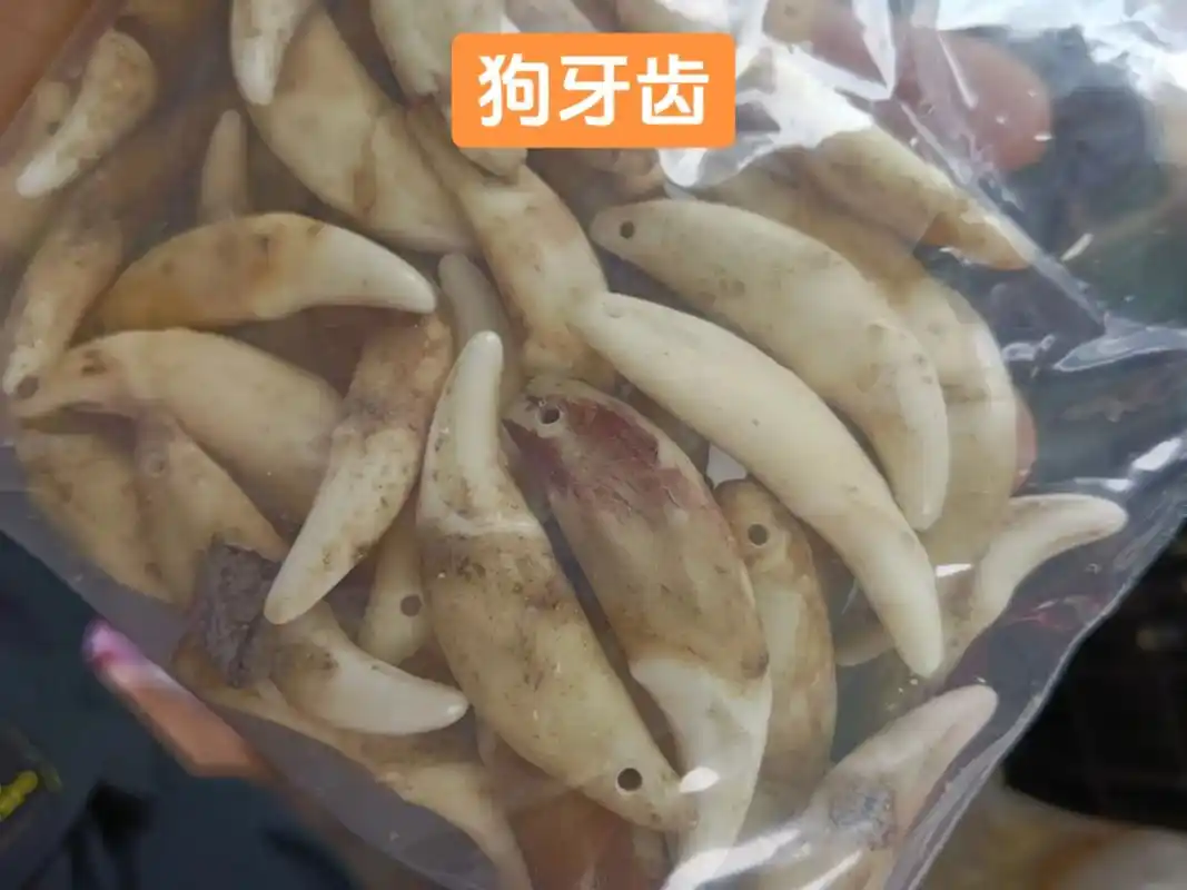 纯手工编绳 #狗牙齿辟邪压惊#原创手作 #好不好看你们说了 - 抖音