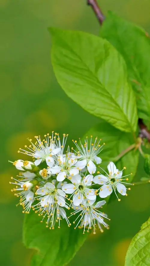 壁纸 一些白花绽放,树枝,绿叶,朦胧 3840x2160 uhd 4k 高清壁纸, 图片