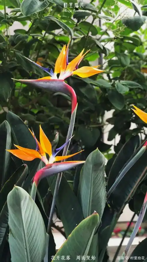 则会叫我bird-of-paradise,顺便水一句,那些讲英文的朋友,——天堂鸟