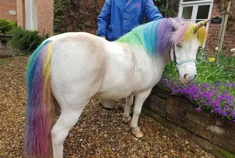老外真会玩把马打扮成独角兽