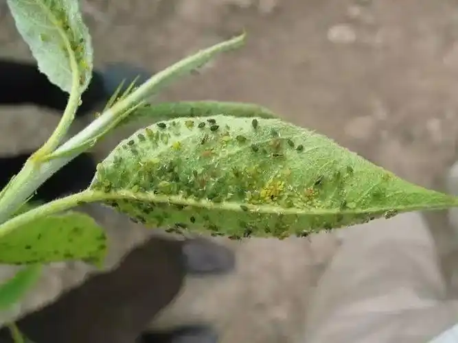 柑橘蚜虫危害不容小觑小蚜虫大危害综合防控很重要