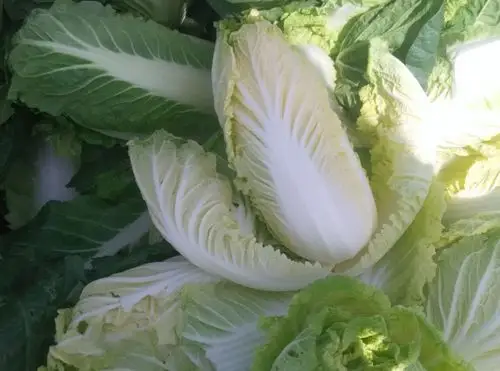 想买娃娃菜籽种去哪里