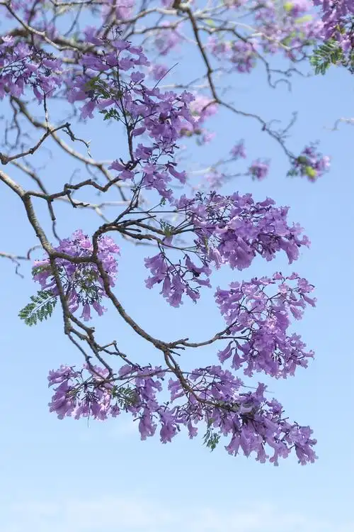 摄影 寻找布村最美蓝花楹 2017 写美篇