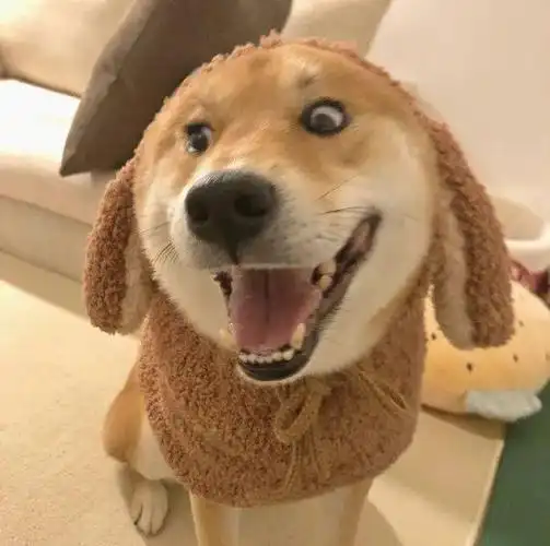 狗狗头像萌宠头像沙雕头像大家今晚吃什么呀67