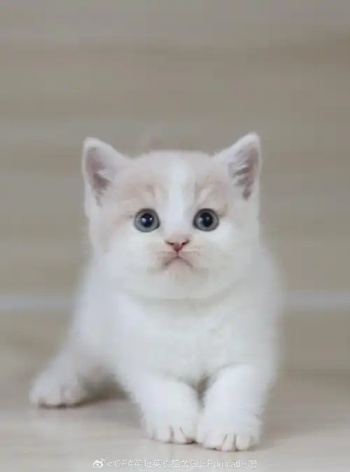 英短超话英国短毛猫超话乳白英短超话乳色英短超话#吸猫##英短乳白
