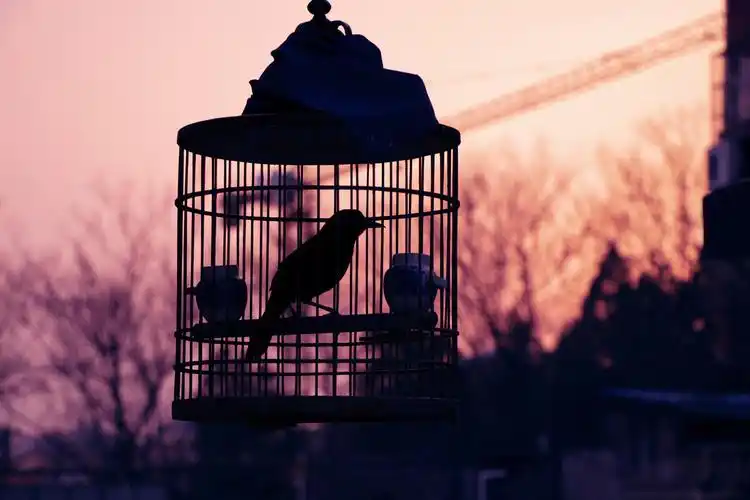 笼中的画眉鸟不知道它多么渴望冲破牢笼