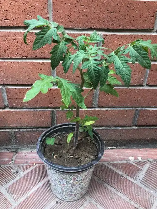 清洁员小李送我一盆成长中的西红柿秧苗.