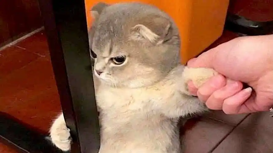 mc萌宠丨搞笑沙雕行为大赏no1