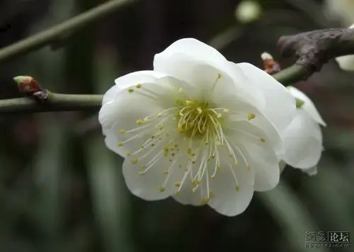 素雅芳香的金钱绿萼梅