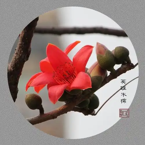 禅之花-木棉花
