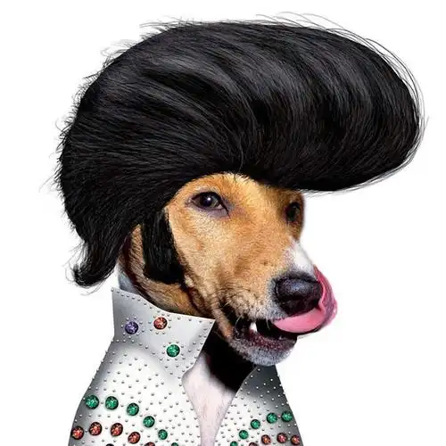 0/0 当动物cos明星的经典造型,眼神,表情,服装到位,竟然真的有别样的