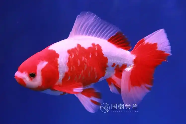 金鱼得了鱼鳔失调症,该怎么补救呢?知道这些还不晚