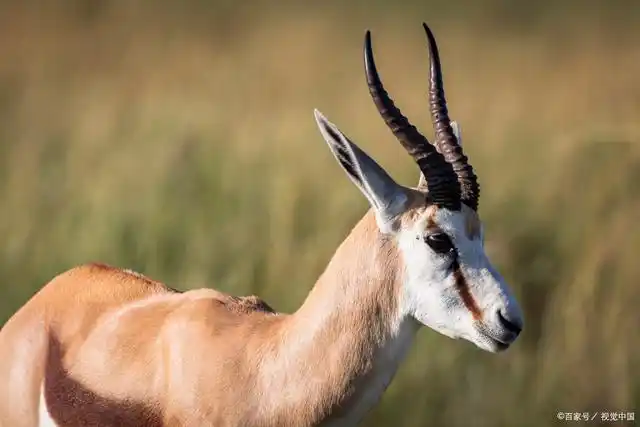 为了保护小羚羊不受攻击,羚羊只能在地上爬行,母爱真伟大