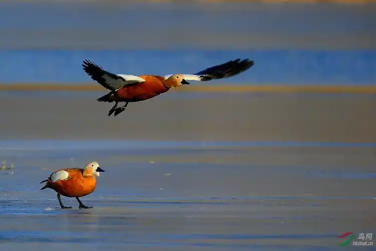 你劈腿吧我走了