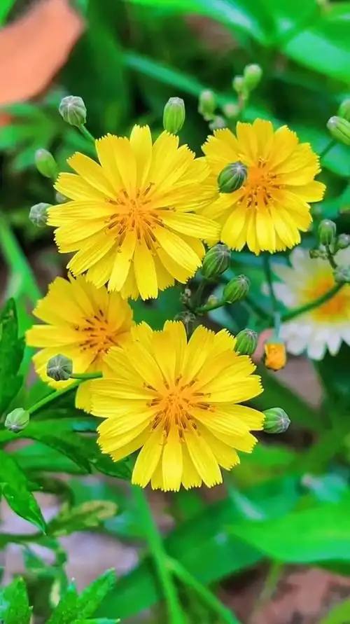 治愈风景欣赏:路边的野花不要采手机摄影 捕捉身边的花草