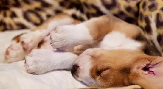 睡觉用这些姿势的柯基多半是不信任你