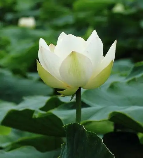 愿以此功德庄严佛净土上报四重恩 如白莲花之殊胜大愿