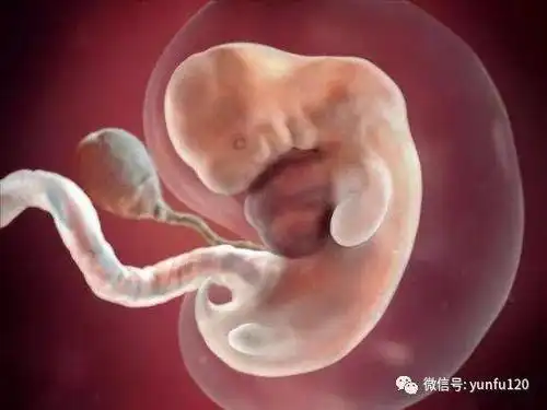 现在的你已经怀孕,你对腹中的胎儿的模样好奇吗?