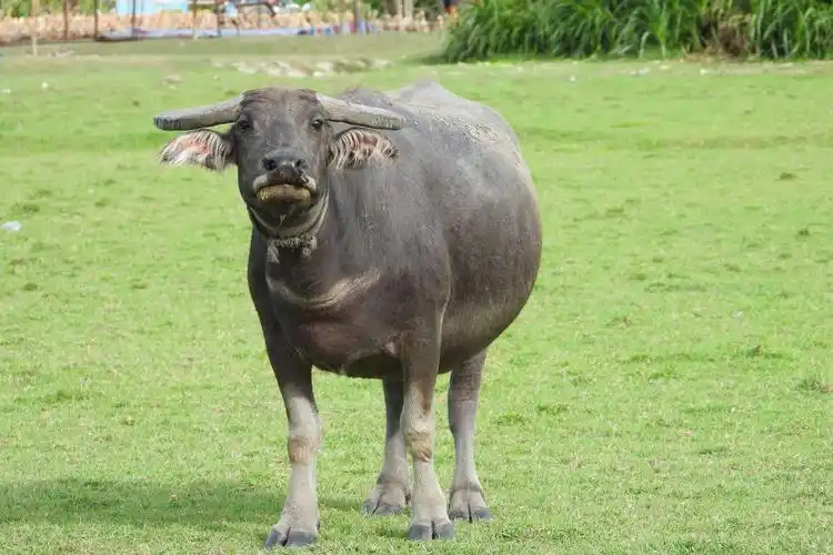 湿地公园家八哥与水牛的甜蜜生活!