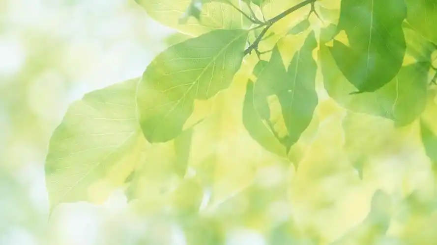 绿色护眼唯美自然高清桌面壁纸-植物壁纸-壁纸下载-美桌网