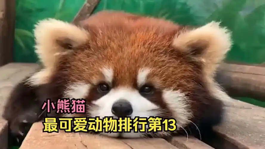 小熊猫不是干脆面,世界最可爱动物排行第13