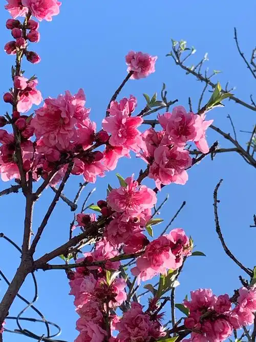 白天美丽的桃花子夜也不逊色