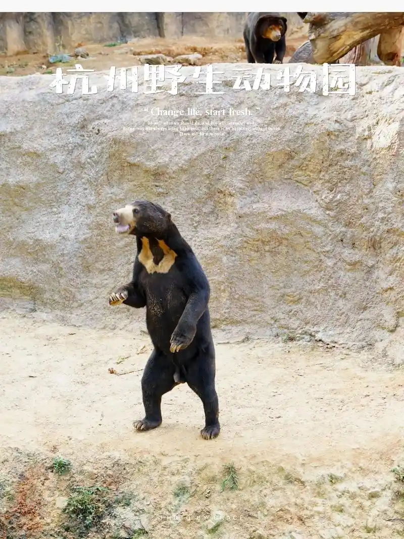 杭州野生动物世界一日游.游玩路线安排: 10点钱到达野生动物 - 抖音