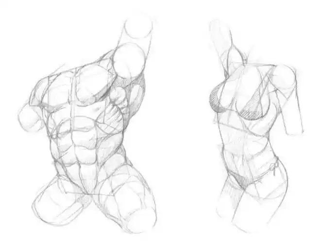 人体绘画基础之 躯干肌肉教程 【精品】