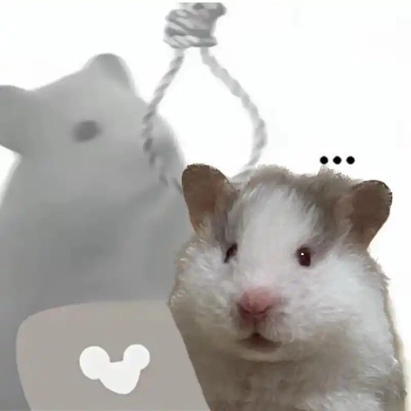 鼠鼠表情包来袭.一些粗制滥造p #金丝熊 #鼠鼠我呀 #表情 - 抖音