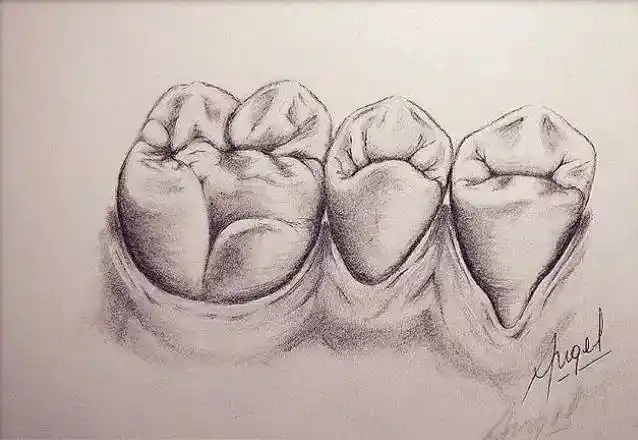 牙齿素描——_手机搜狐网