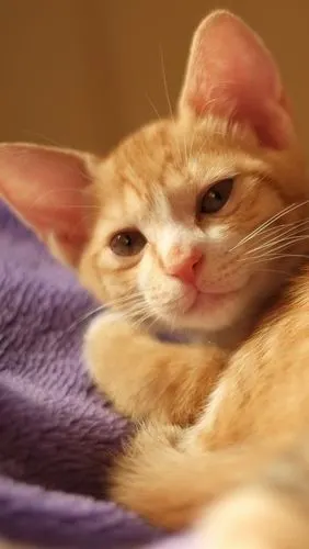 可爱的棕色猫,睡觉,房子 iphone 壁纸