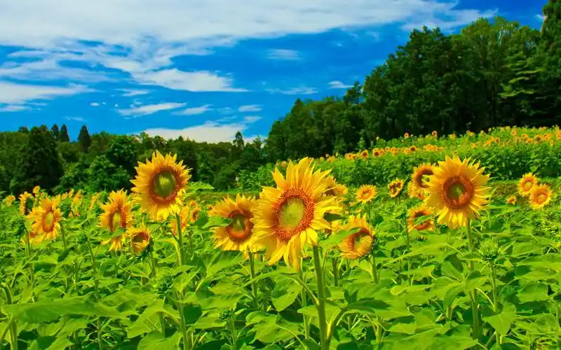 唯美春季绽放的向日葵高清电脑桌面壁纸
