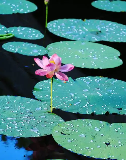 荷叶团团,露珠涟涟,荷花艳艳,菡萏翩翩.