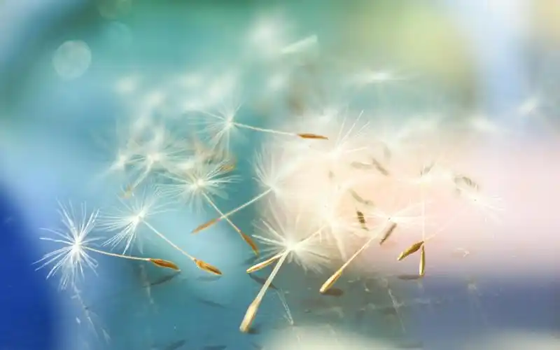 小清新植物蒲公英唯美梦幻特写