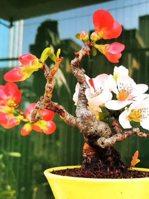 盆景|东洋锦海棠,欣赏