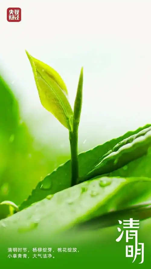 ppt 背景 壁纸 电脑桌面 发芽 绿色 绿色植物 绿叶 嫩芽 嫩叶 树叶