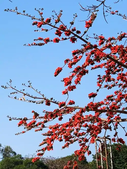 木棉树撑起的春色 - 美篇
