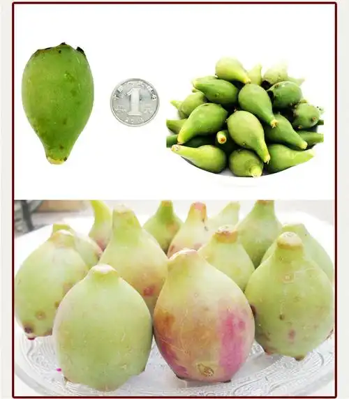 颜曼菁 海南三亚仙人掌果 新鲜水果2斤野生可食用稀奇仙人果红皮没吃