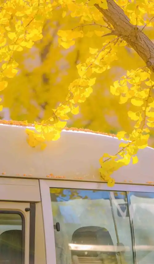 秋日街头暖色治愈系迷人风光