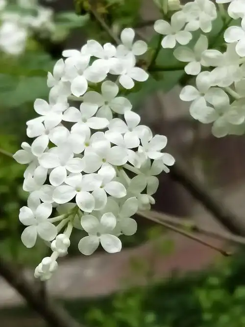 白丁香花开花落去