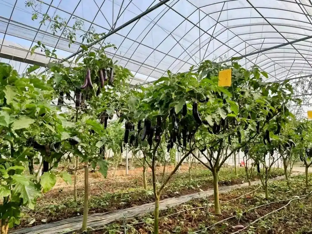 梦想照进现实,茄子树,一颗树可以结茄子300斤.华中农业大学 - 抖音