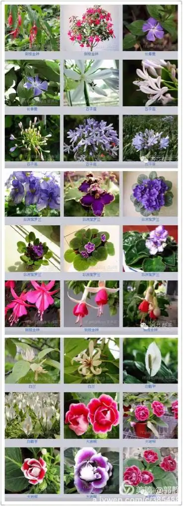 百花齐聚 各种花名 再也不用上网搜搜搜了