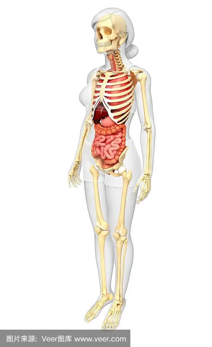 女性骨骼和消化系统