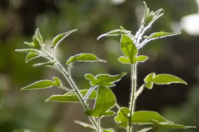 可以辅助治疗乙肝草药,学名白英福建地区叫做白毛藤.