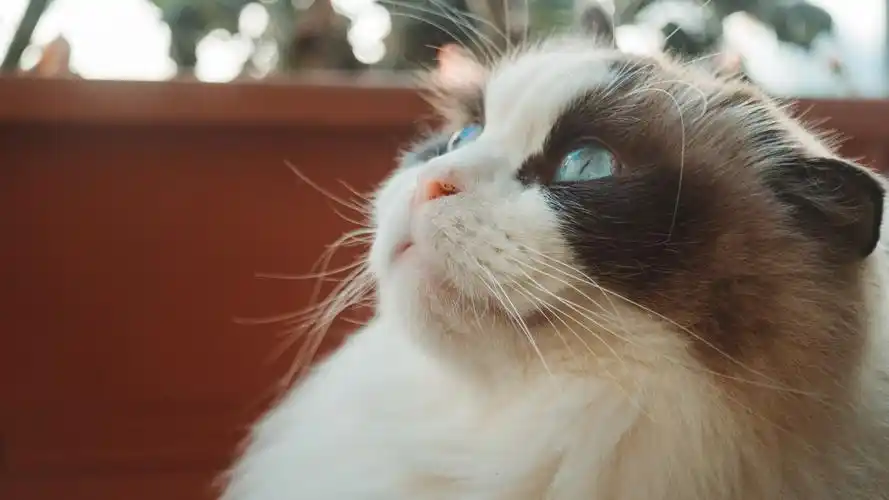 2020-06-16壁纸标签:猫pet4k壁纸封面图猫 pet壁纸【125】壁纸于2020