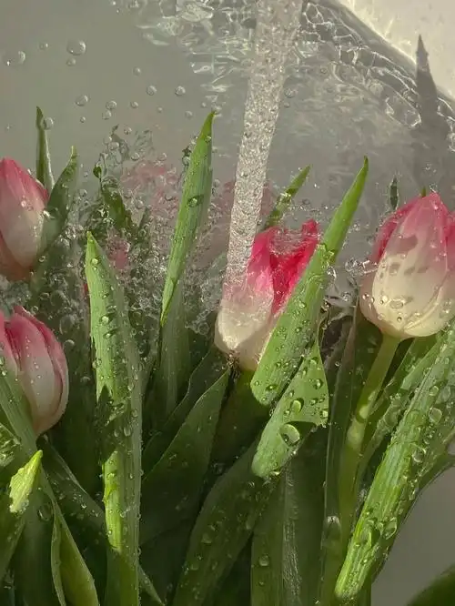 壁纸 #绿色壁纸 #全屏壁纸 #ins壁纸