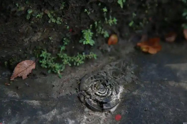 广西石头开花千年难见,比钻石还珍贵!世间罕见