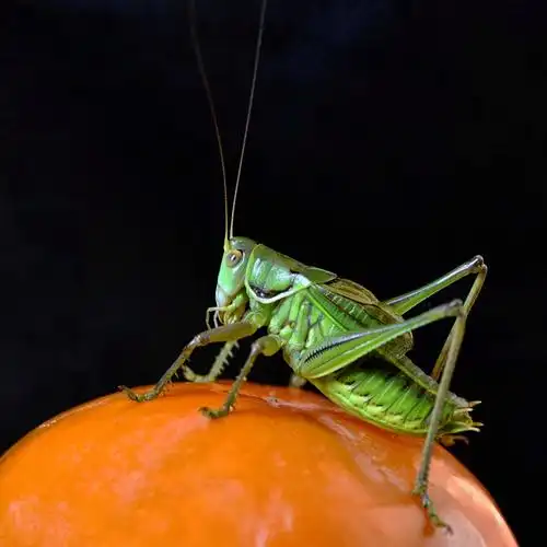 鸣虫蝈蝈(续篇)