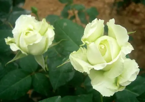 【转载】【原创摄影】绿萼——郑州市花月季名品之一